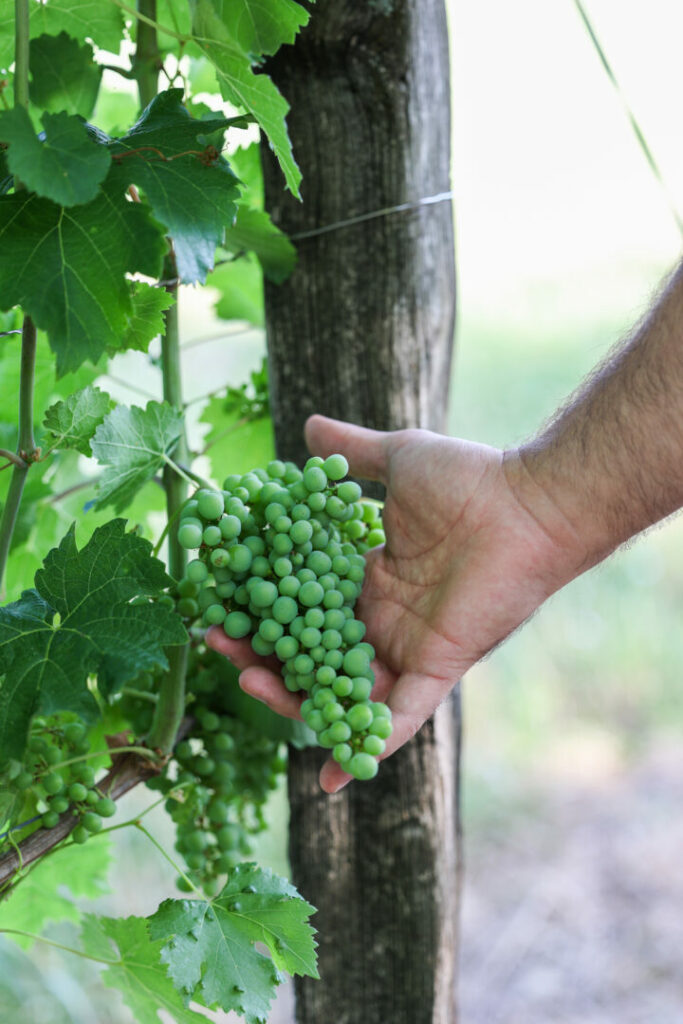 Photo • Vignerons du Quercy by Agence Aurava à Montauban