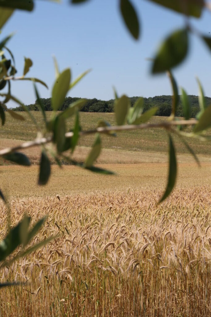 Photo • Domaine de la Miraclette by Agence Aurava à Montauban