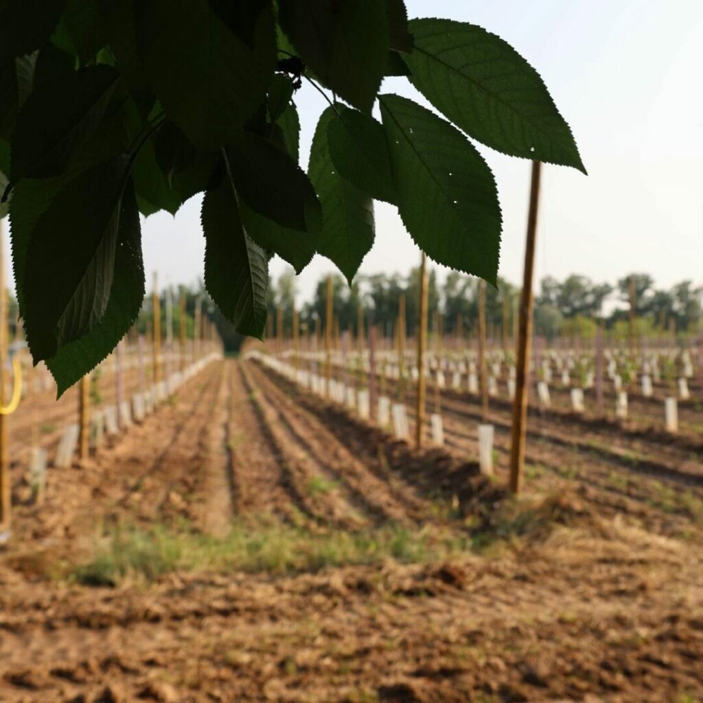 Photo • Ô Albarèdes by Agence Aurava à Montauban